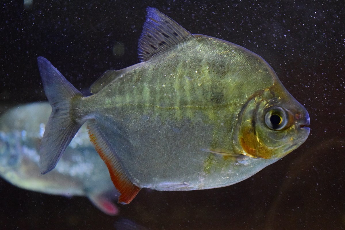 メチニス オリノコエンシス